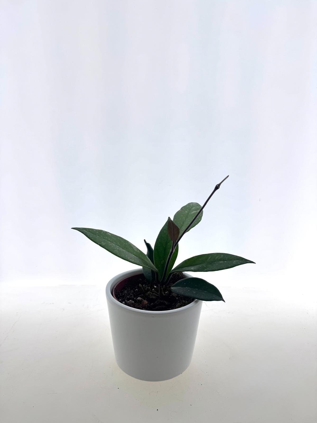 Hoya Crassipetiola S