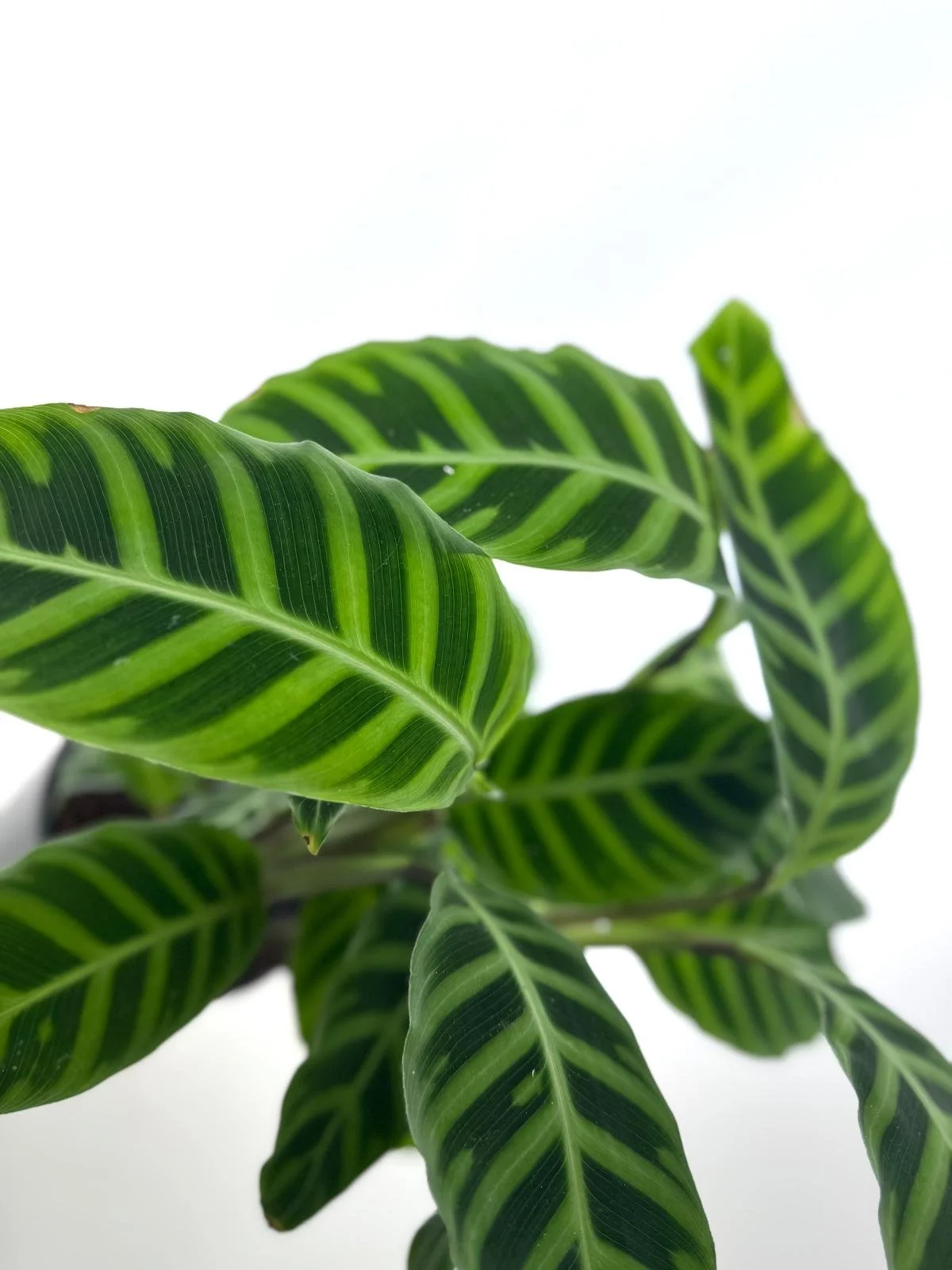 WhatsApp Image 2026-03-13 at 13.37.26 (7).jpeg