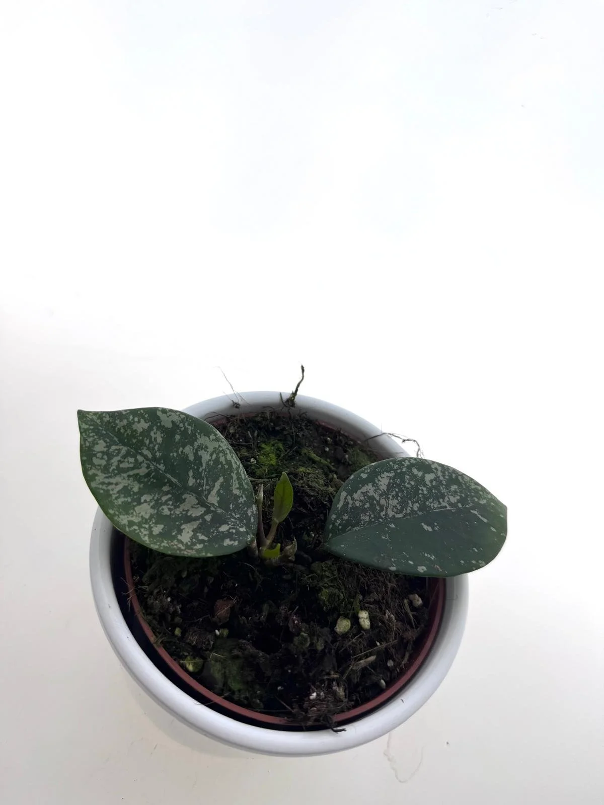 WhatsApp Image 2026-03-25 at 15.22.57.jpeg