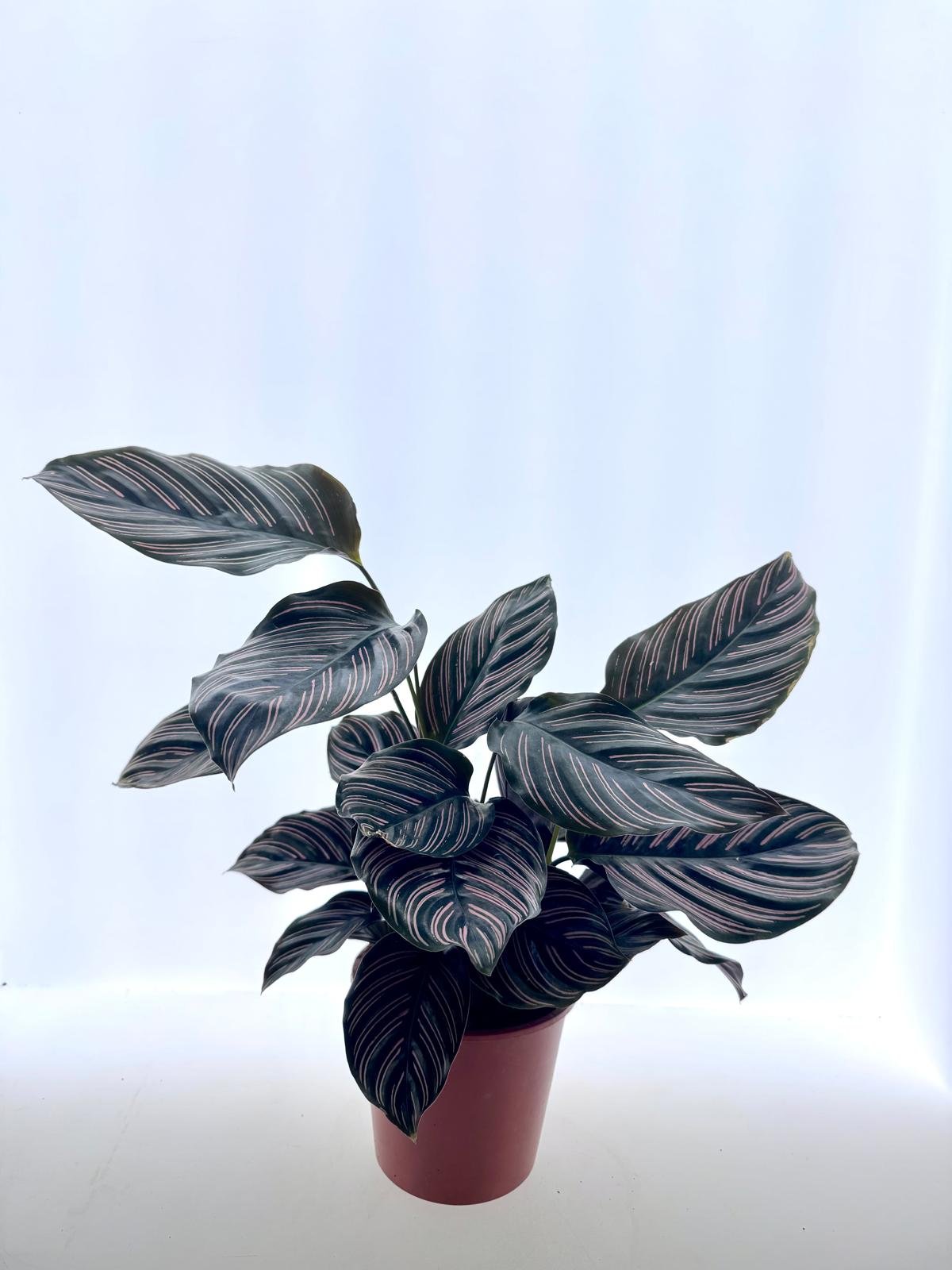 WhatsApp Image 2026-03-13 at 11.12.26 (2).jpeg