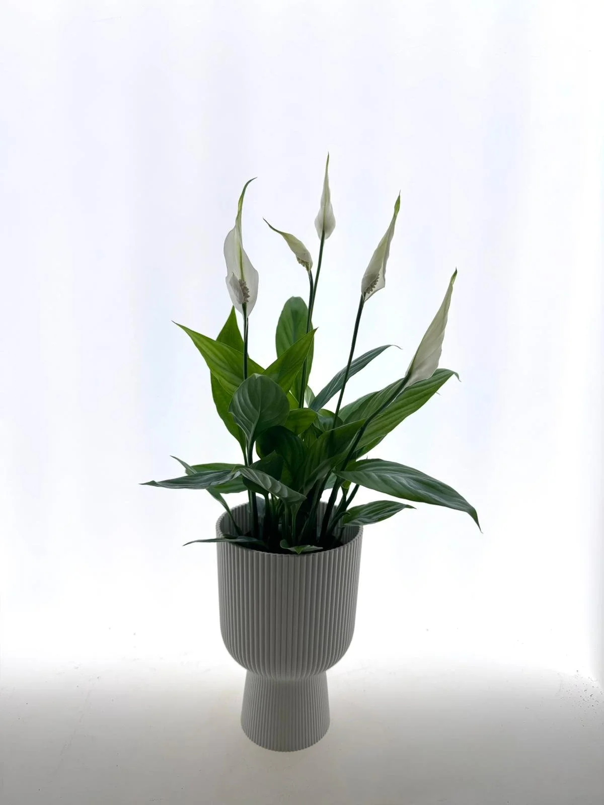 WhatsApp Image 2026-03-25 at 16.26.25.jpeg