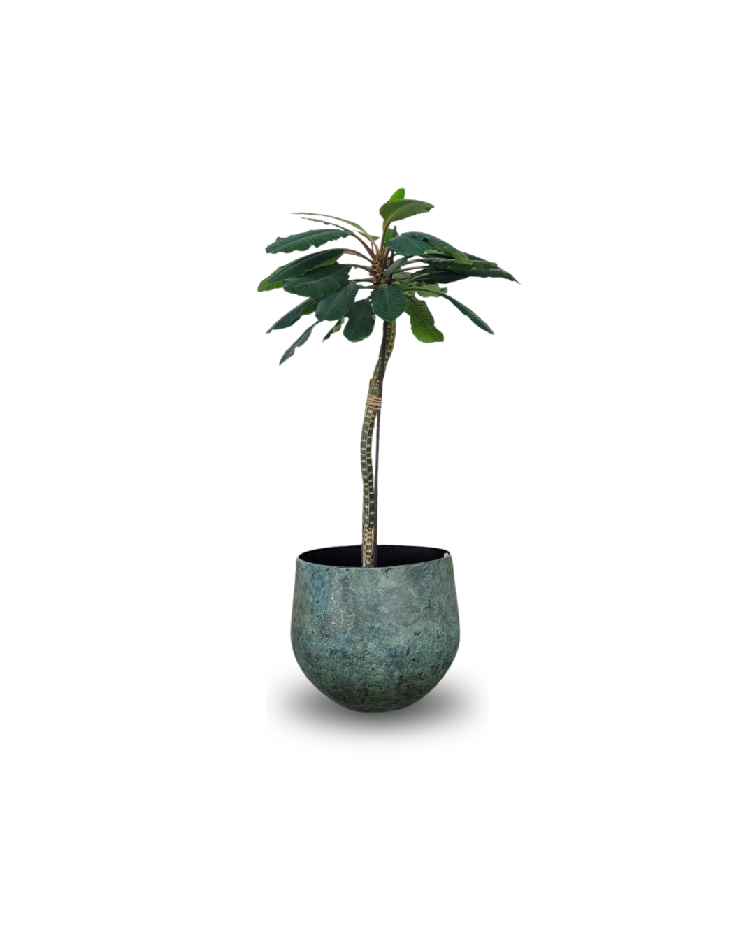 Eiforbija (Euphorbia)