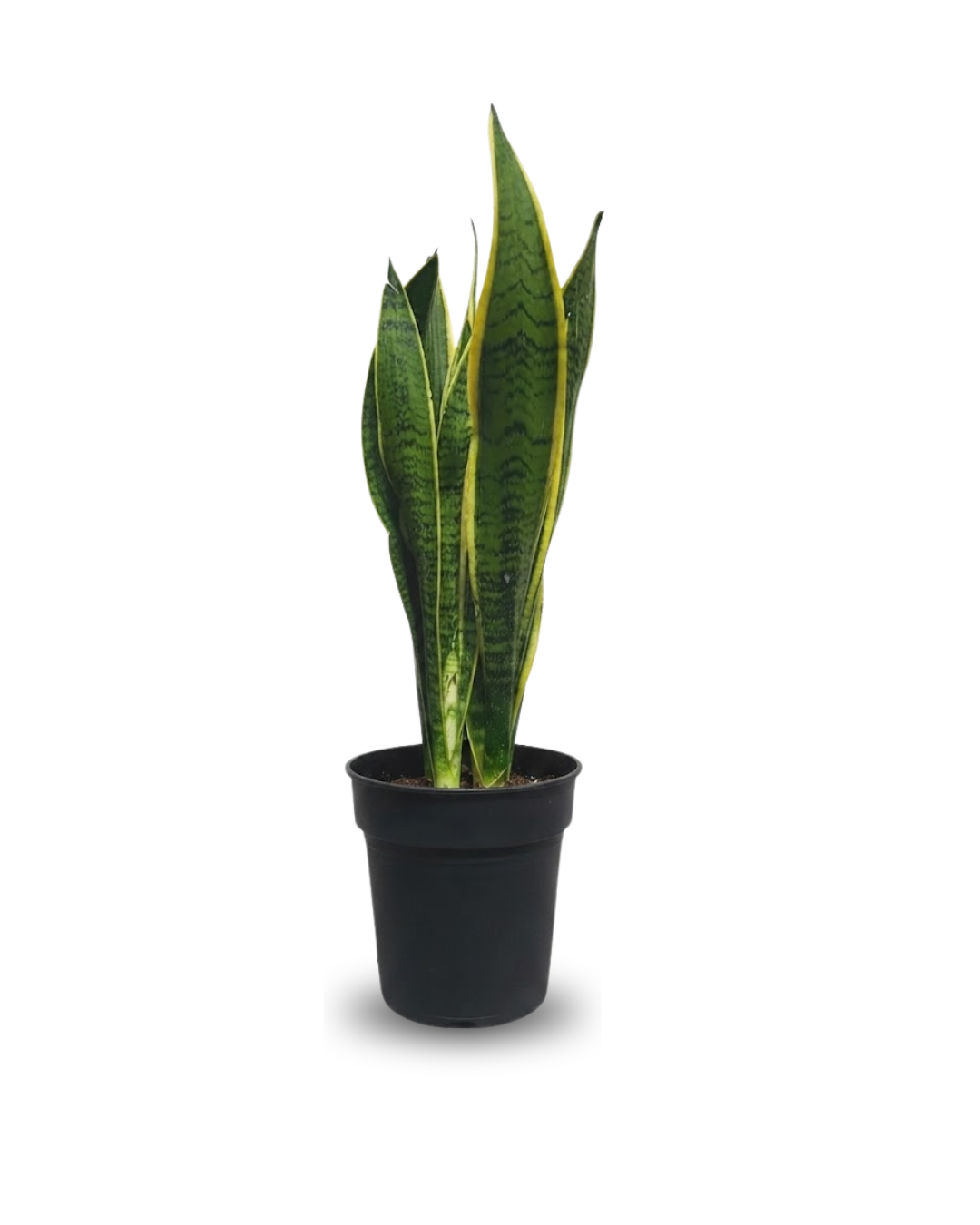 Sansevieria Laurentii