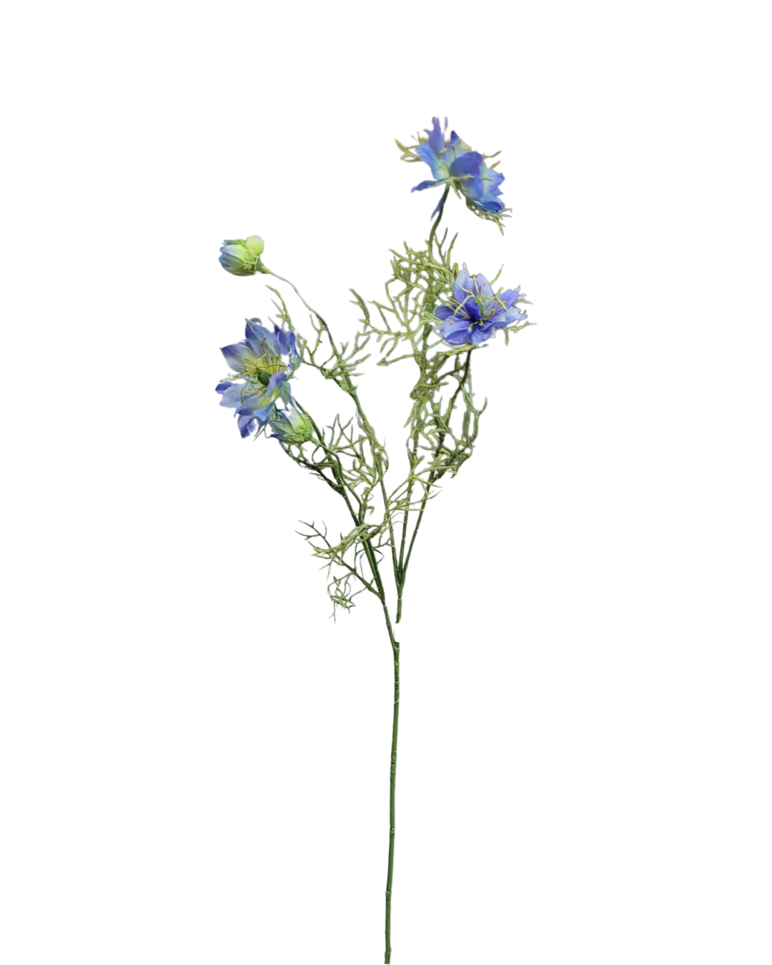 Mākslīgā nigella