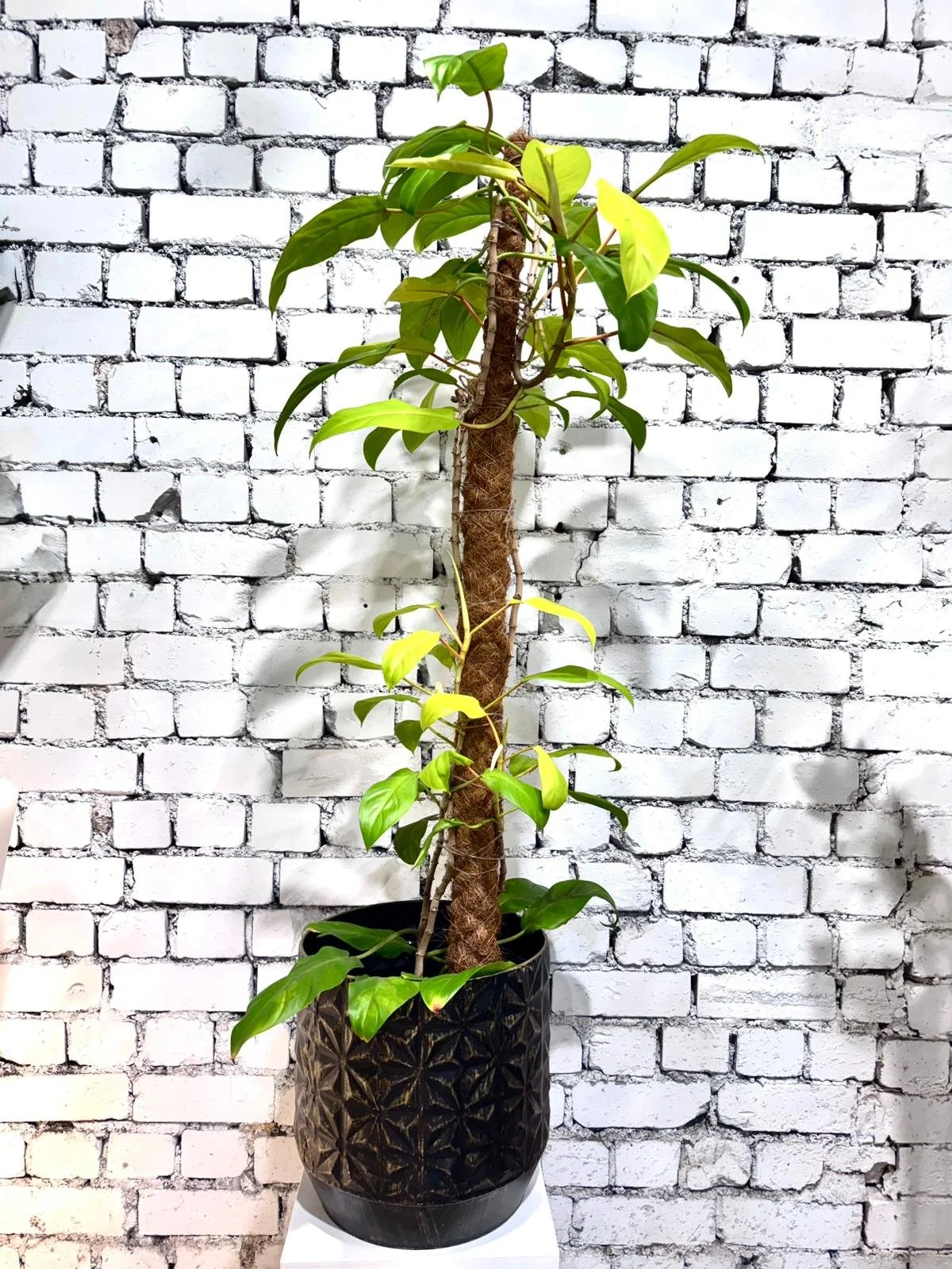 Philodendron Malay Gold