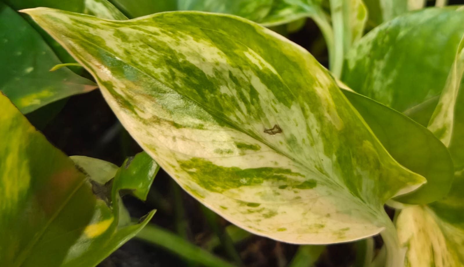 WhatsApp Image 2026-03-17 at 11.46.53 (2).jpeg