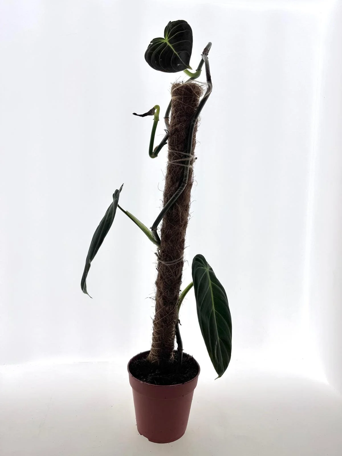 WhatsApp Image 2026-03-16 at 12.04.10.jpeg