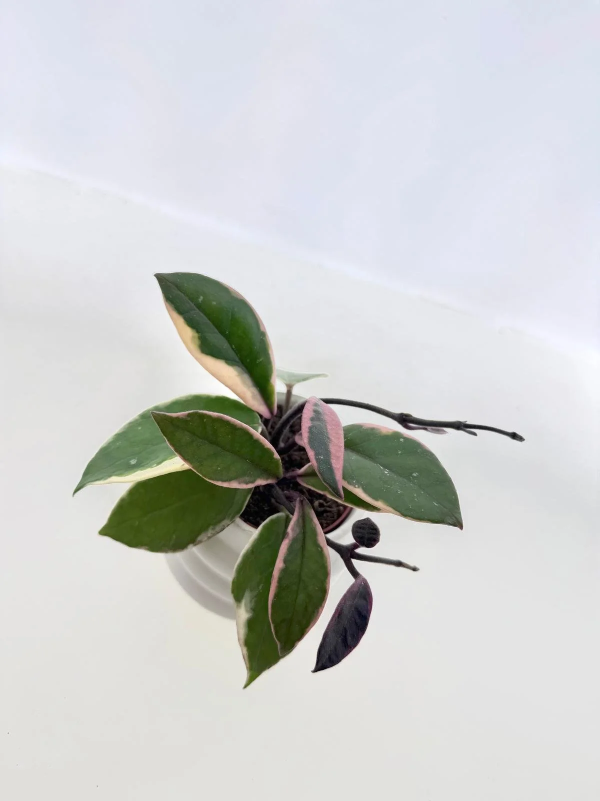 WhatsApp Image 2026-03-11 at 10.43.13 (1).jpeg