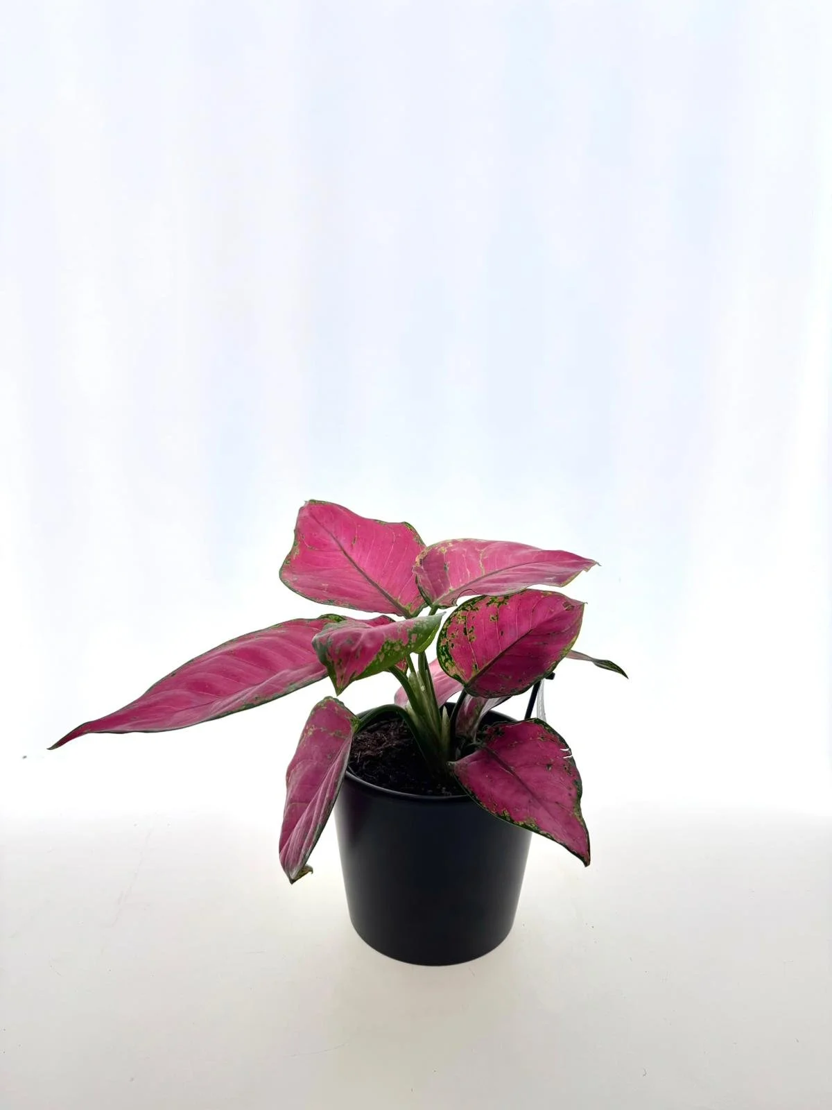 WhatsApp Image 2026-03-13 at 11.01.12.jpeg