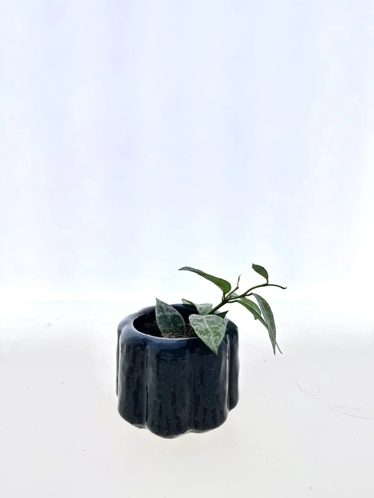 Hoya Lacunosa Snow L