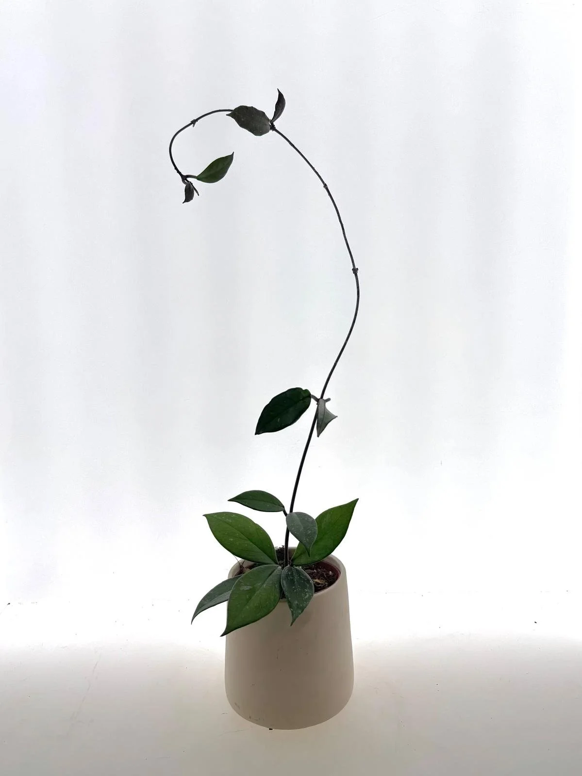 Hoya pubicalyx stardust