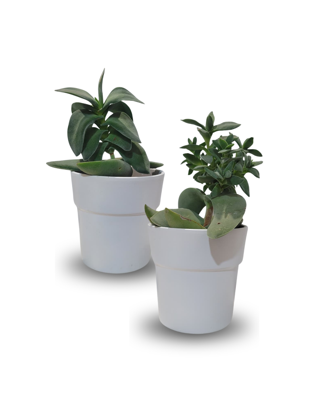 Crassula Boomerang