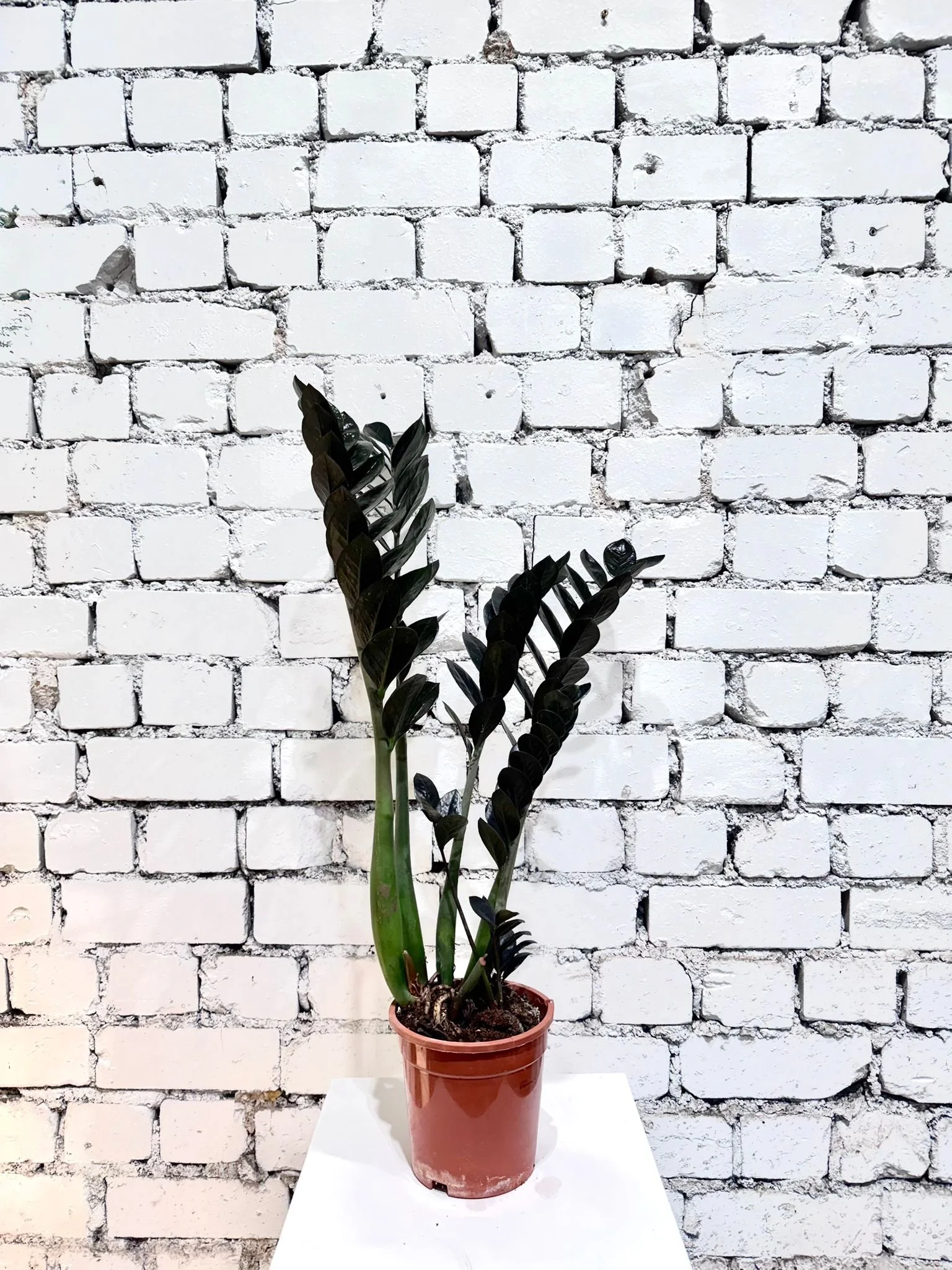 WhatsApp Image 2026-03-13 at 10.18.12 (2).jpeg