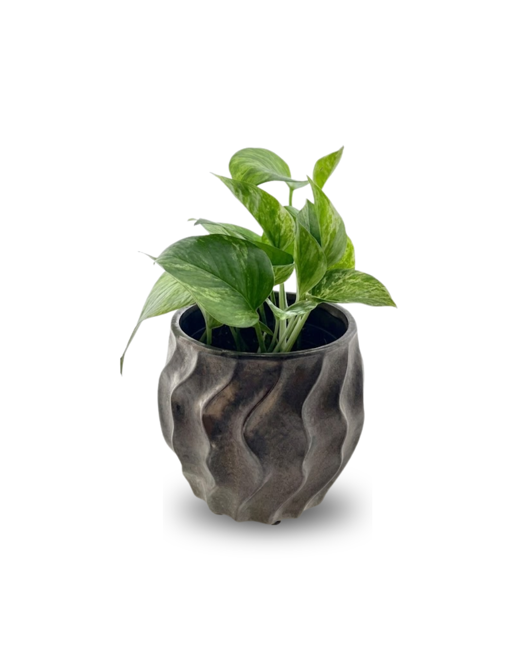 Epipremnum aureum ‘Marble Queen’