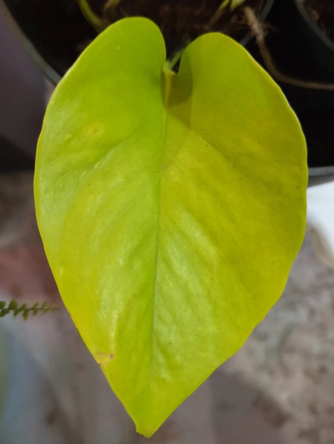 WhatsApp Image 2026-03-17 at 11.46.53.jpeg