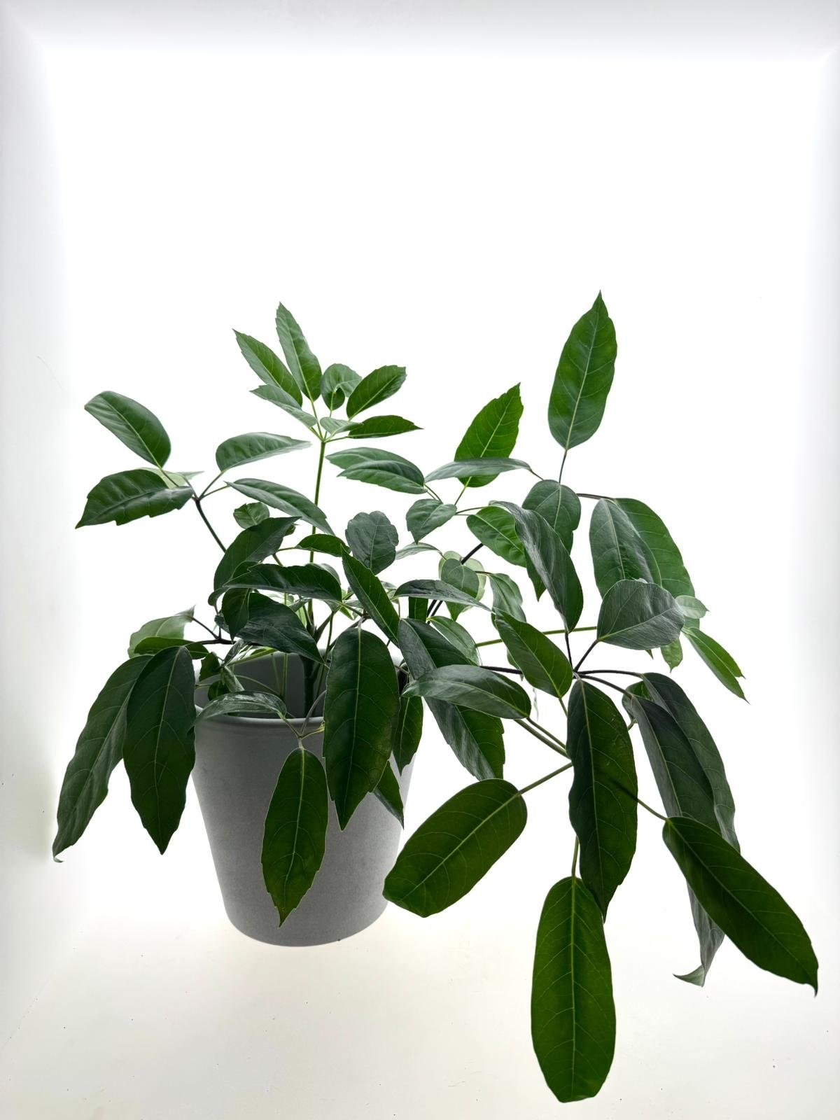 WhatsApp Image 2026-03-16 at 11.31.32.jpeg