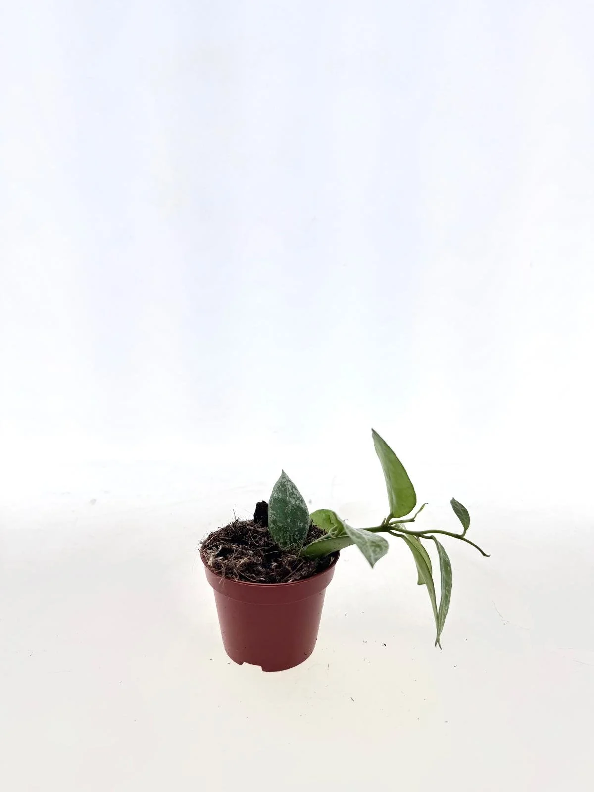 WhatsApp Image 2026-03-25 at 13.57.21 (2).jpeg