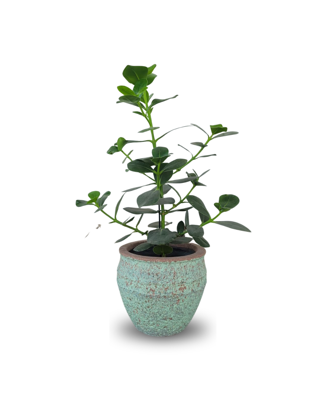Clusia rosea
