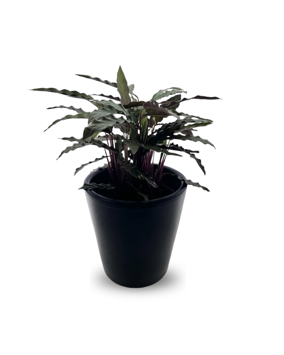 Calathea rufibarba