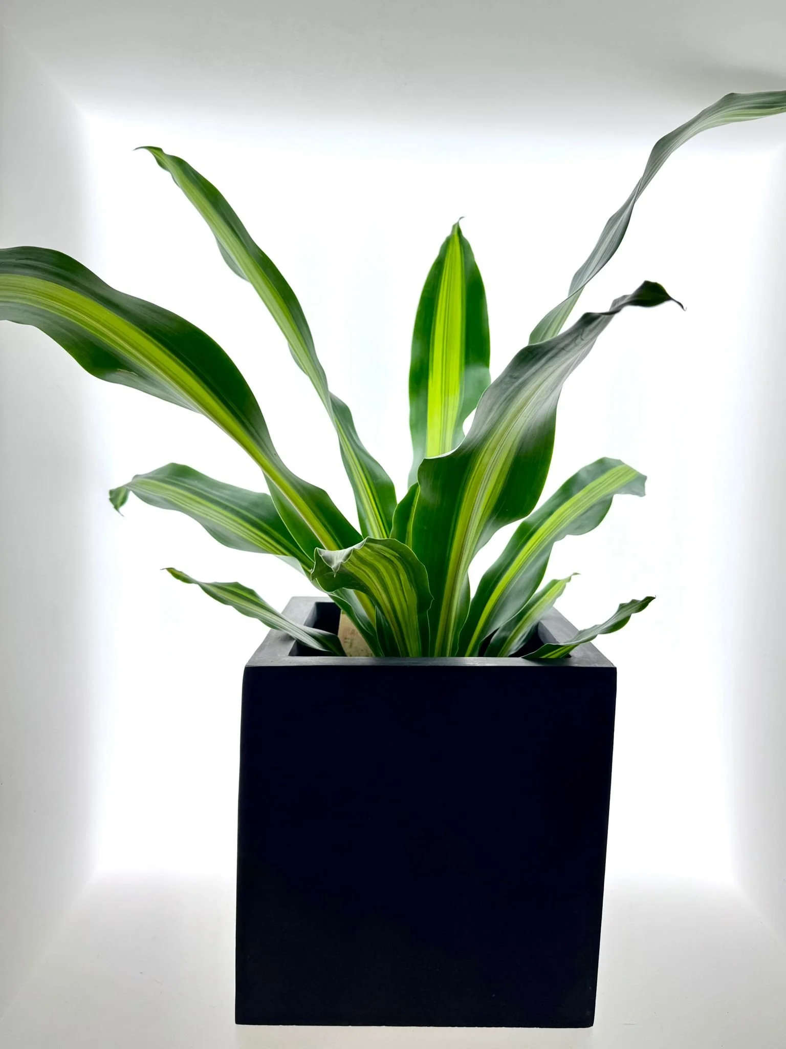 Dracaena Burley