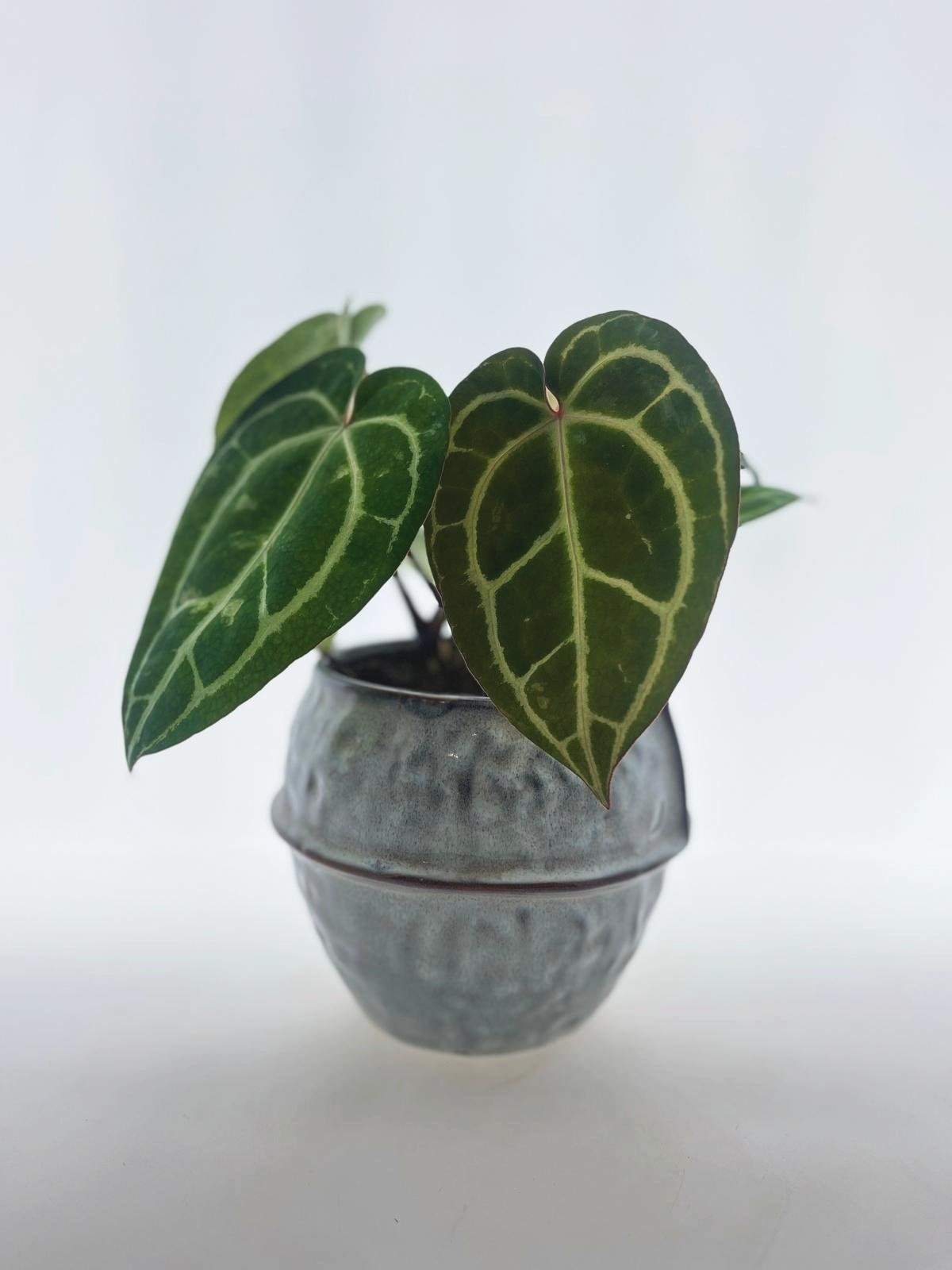 Anthurium Chrystallinum