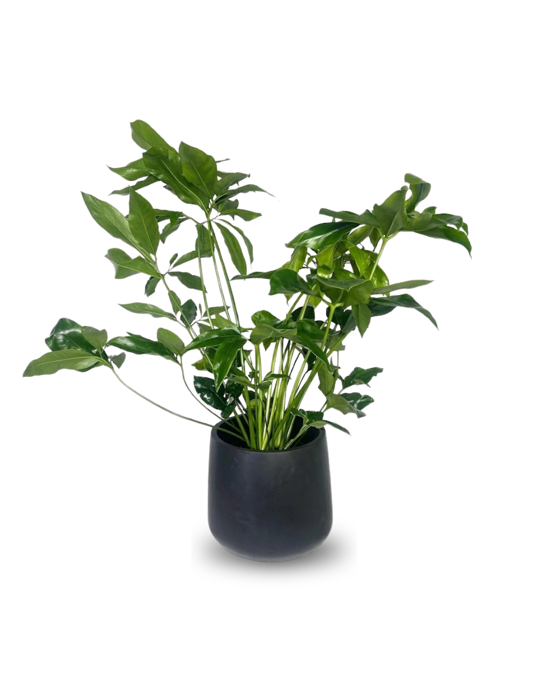 Philodendron "Funny Bunny"