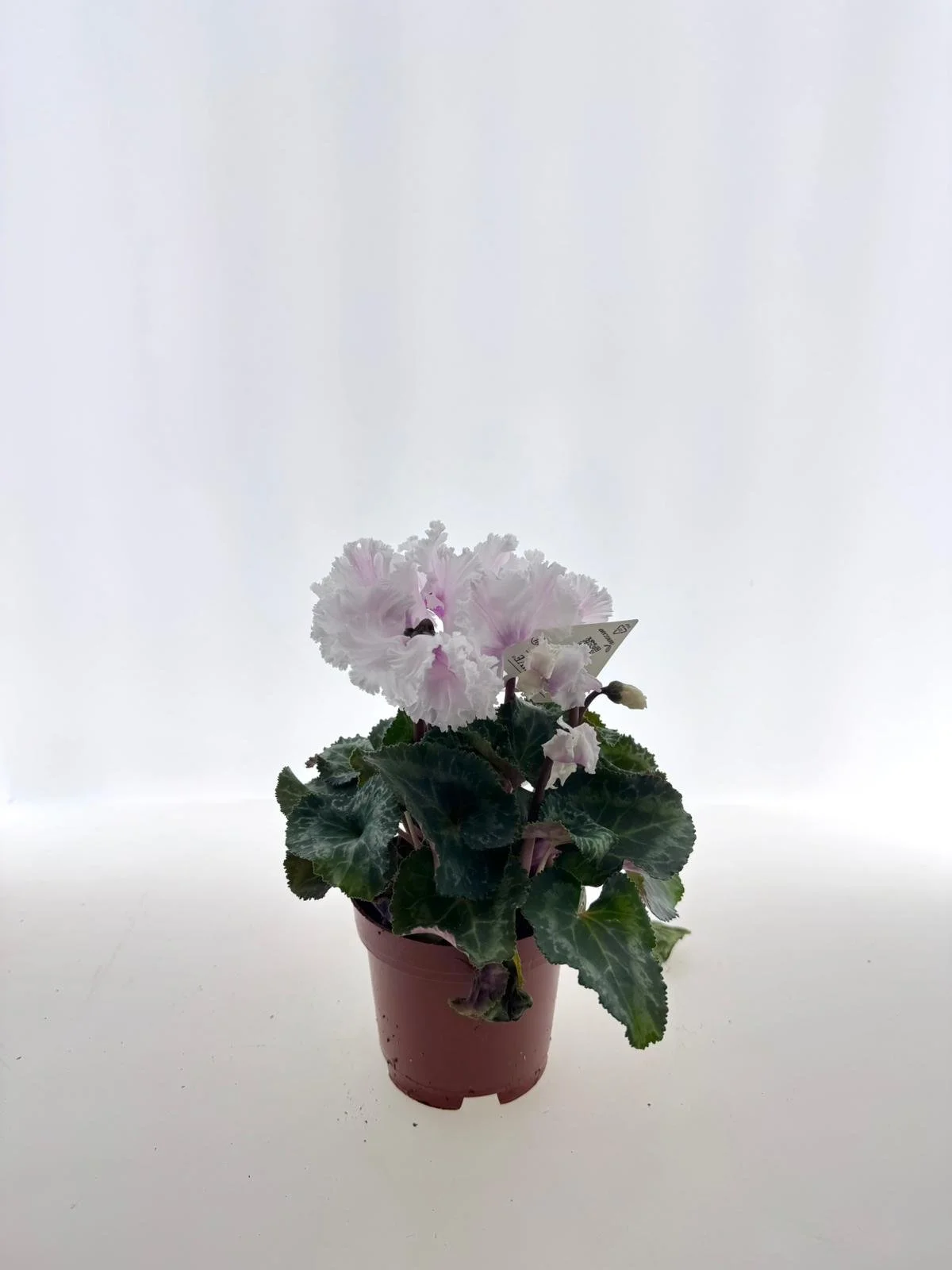 WhatsApp Image 2026-03-10 at 14.25.31.jpeg