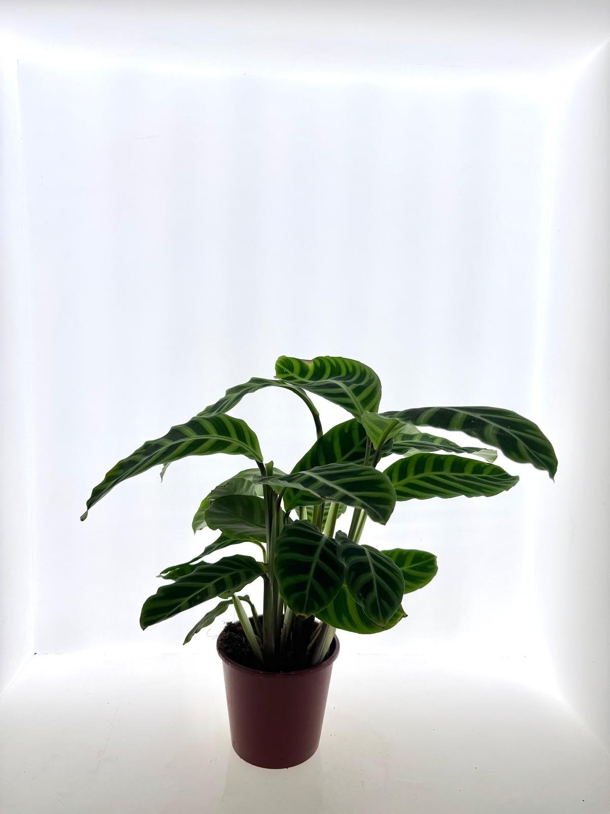 WhatsApp Image 2026-03-13 at 13.37.26 (8).jpeg