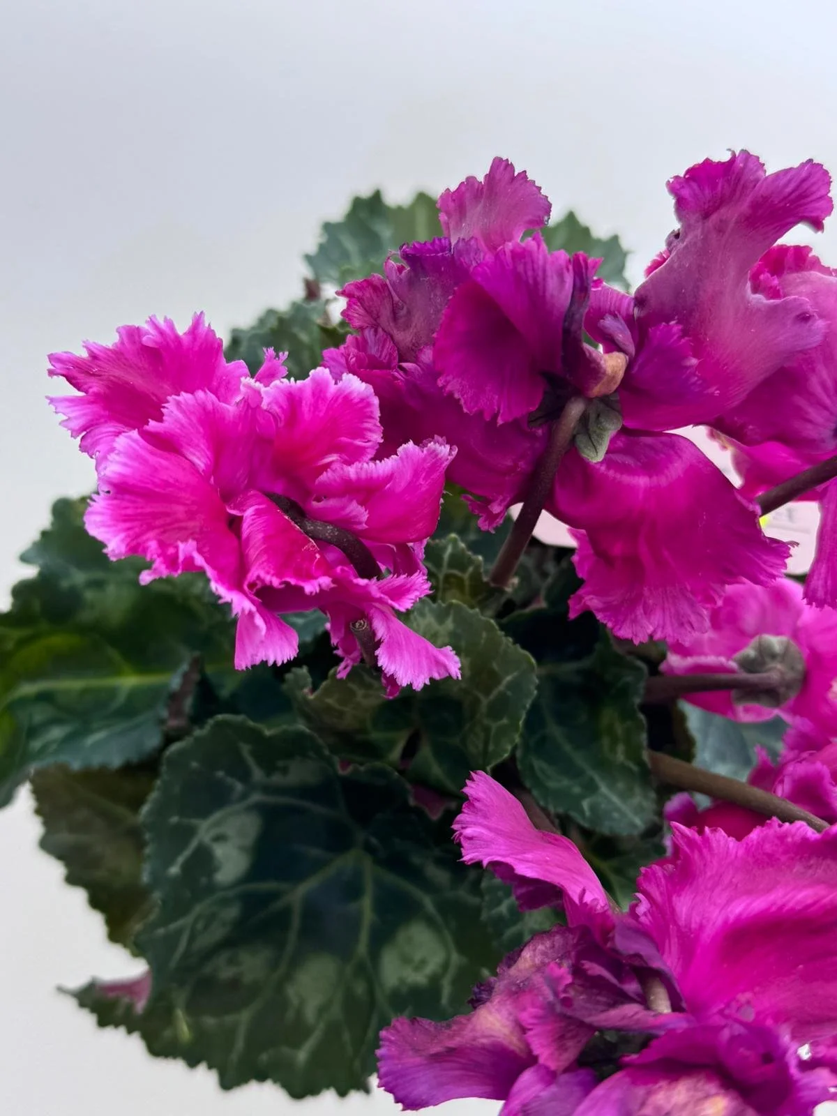 WhatsApp Image 2026-03-10 at 14.25.30 (2).jpeg