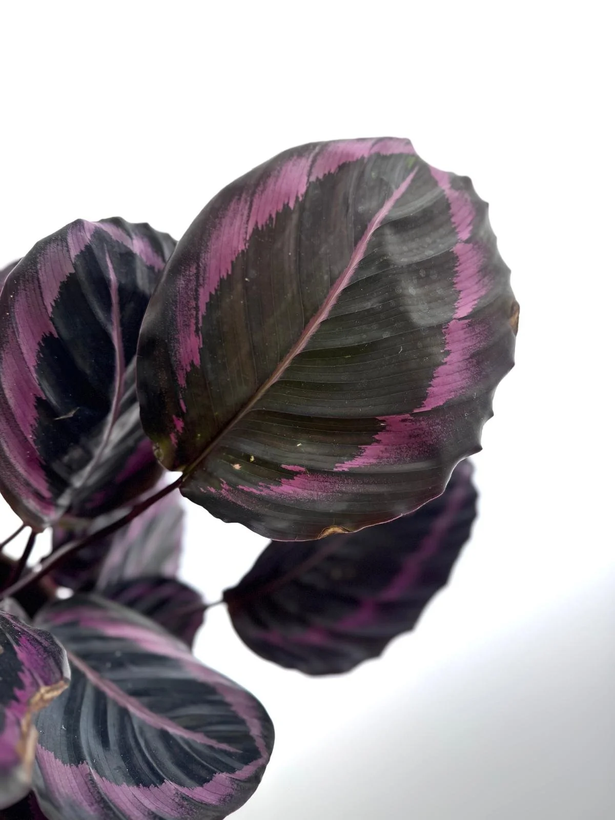 WhatsApp Image 2026-03-13 at 13.37.26 (2).jpeg