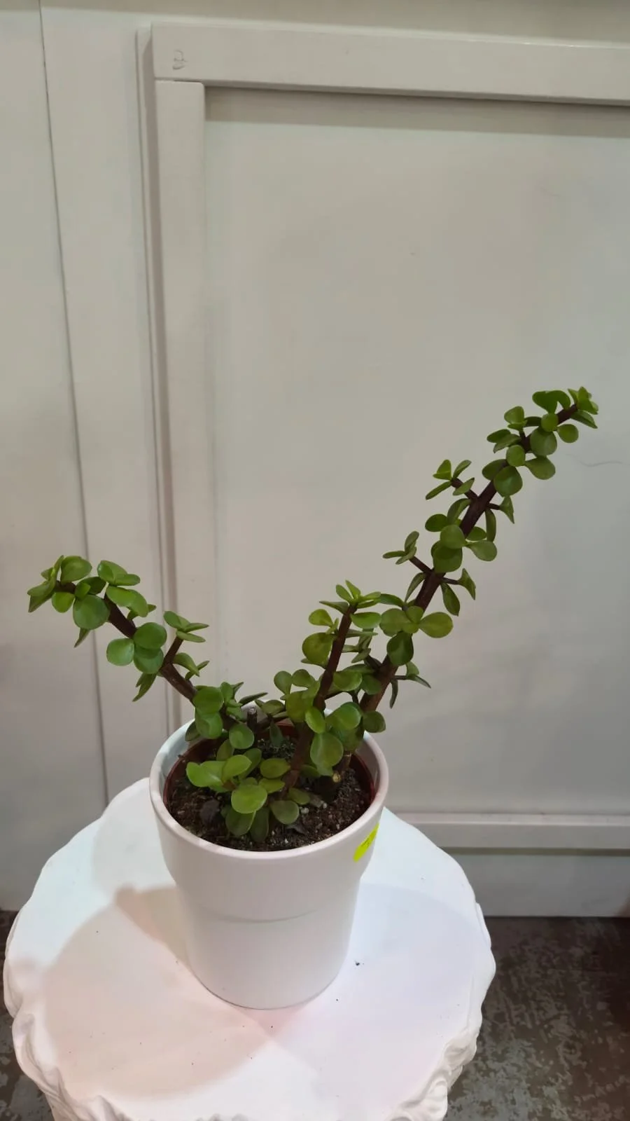 WhatsApp Image 2026-03-17 at 14.19.06 (5).jpeg