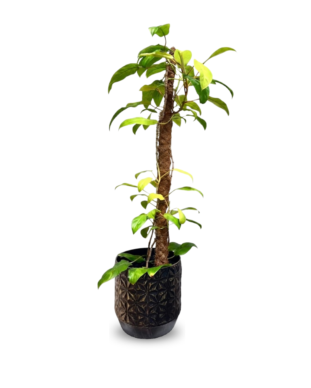 Philodendron Malay Gold