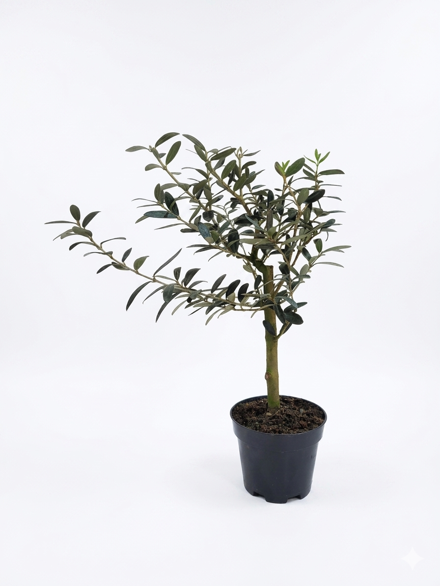 Gemini_Generated_Image_6vtmo86vtmo86vtm (1).png