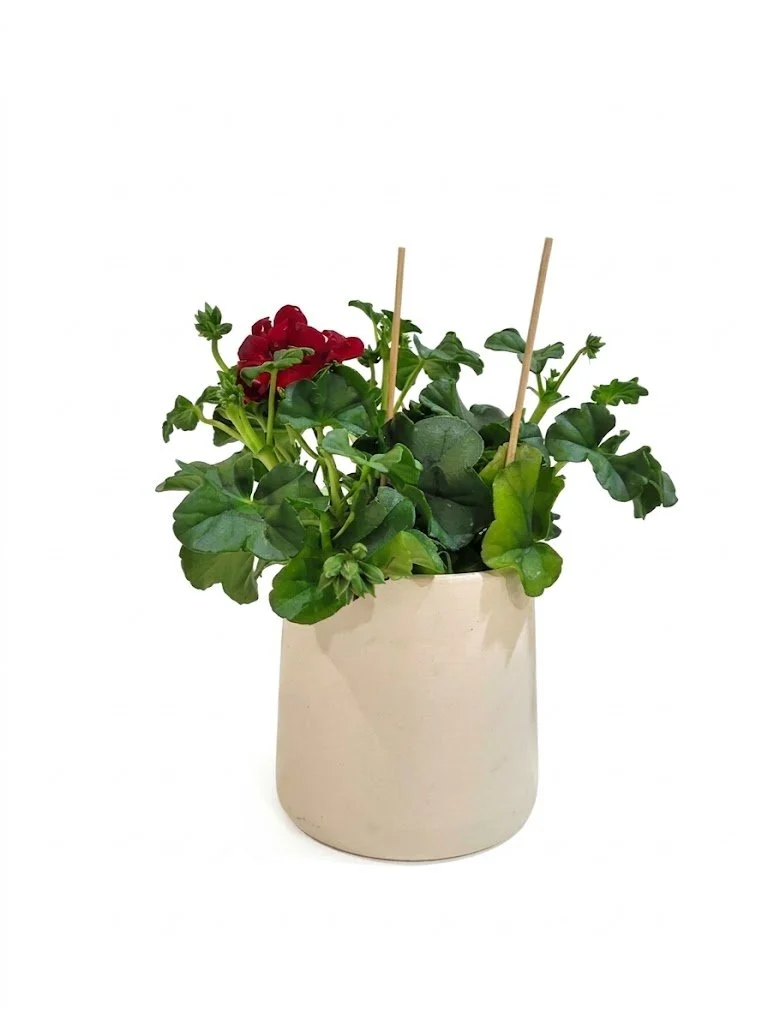 Pelargonija