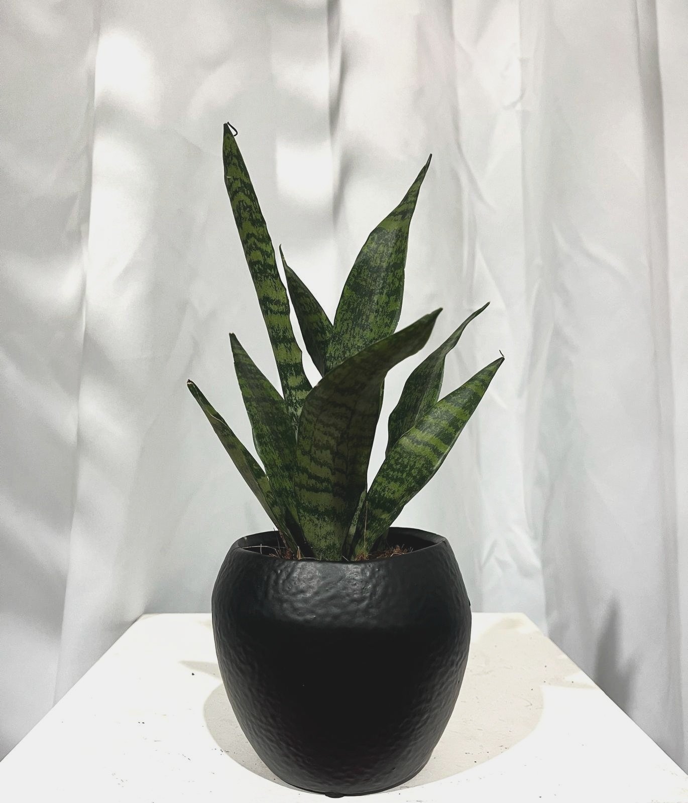 black+coral+2.jpg