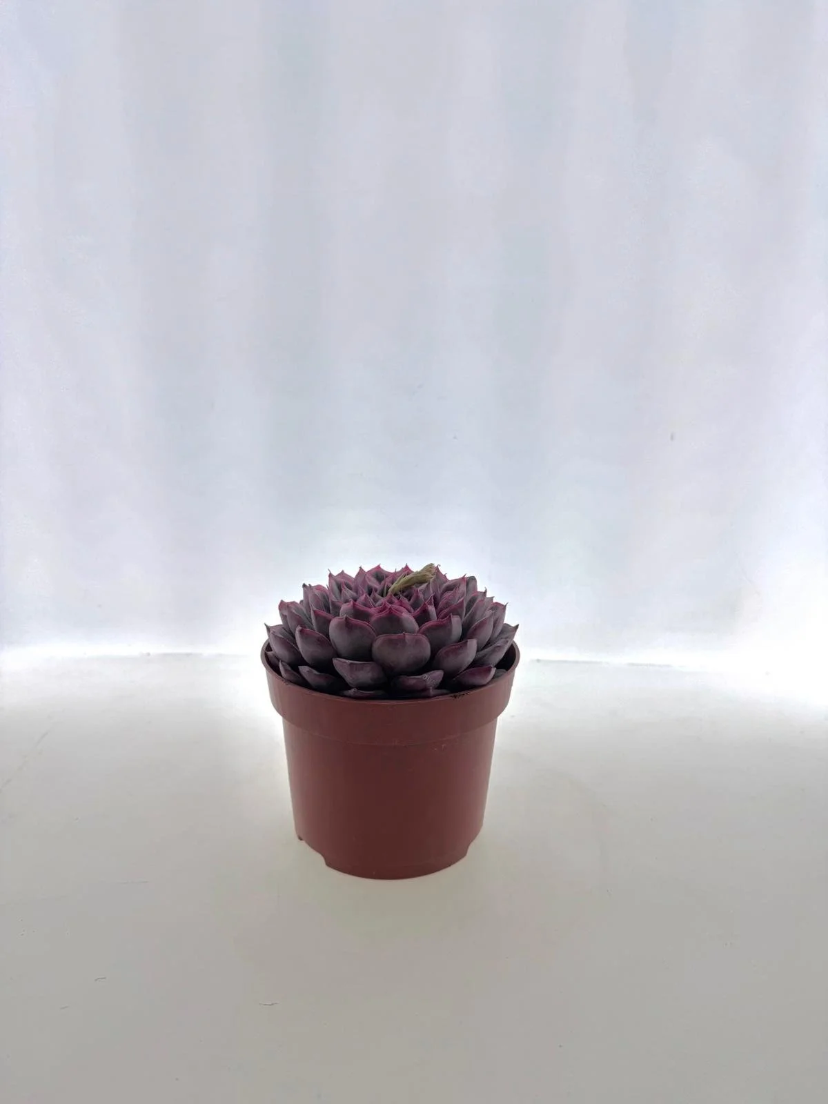 WhatsApp Image 2026-03-12 at 11.41.22 (1).jpeg