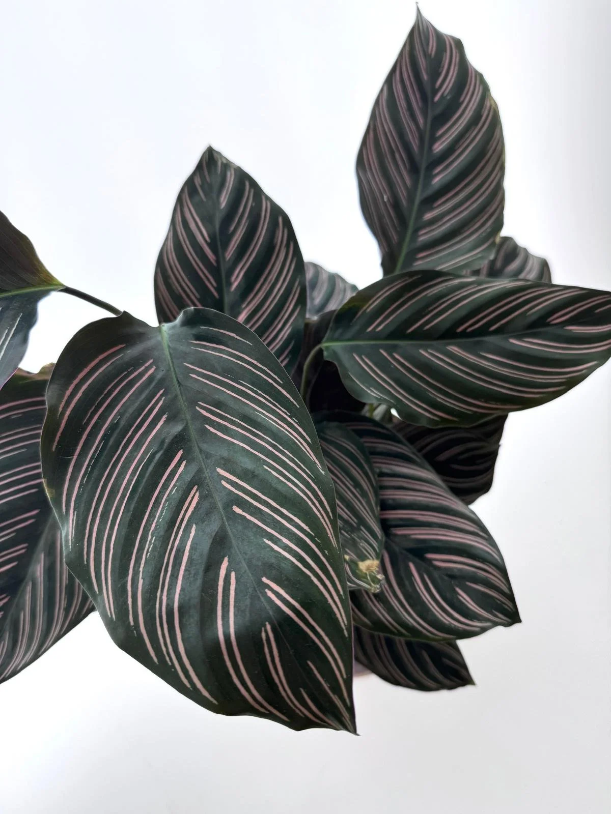 WhatsApp Image 2026-03-13 at 11.12.26 (1).jpeg