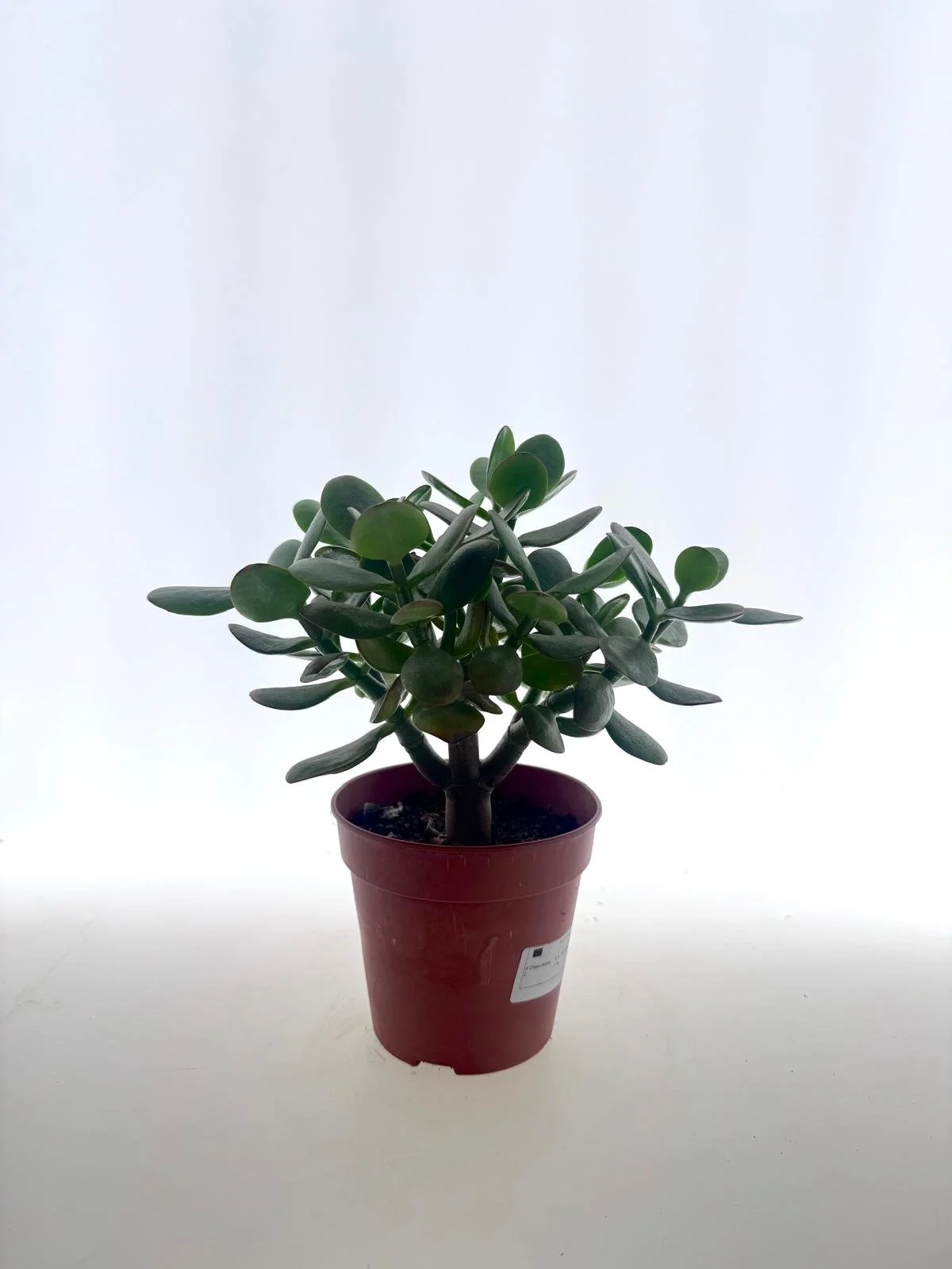 WhatsApp Image 2026-03-10 at 15.18.56 (3).jpeg