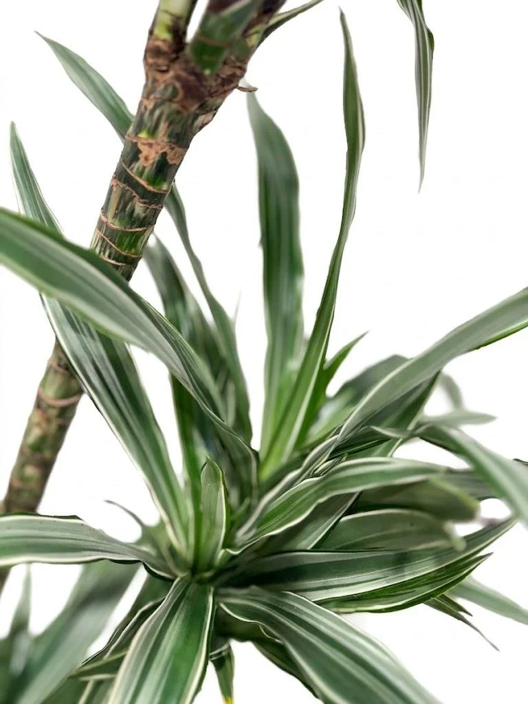 WhatsApp Image 2026-03-23 at 15.41.22 (6).jpeg