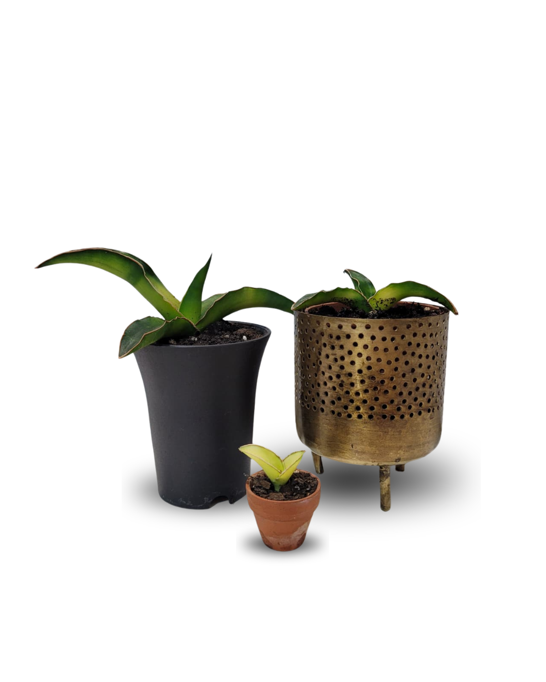 Sansevieria Star Canary