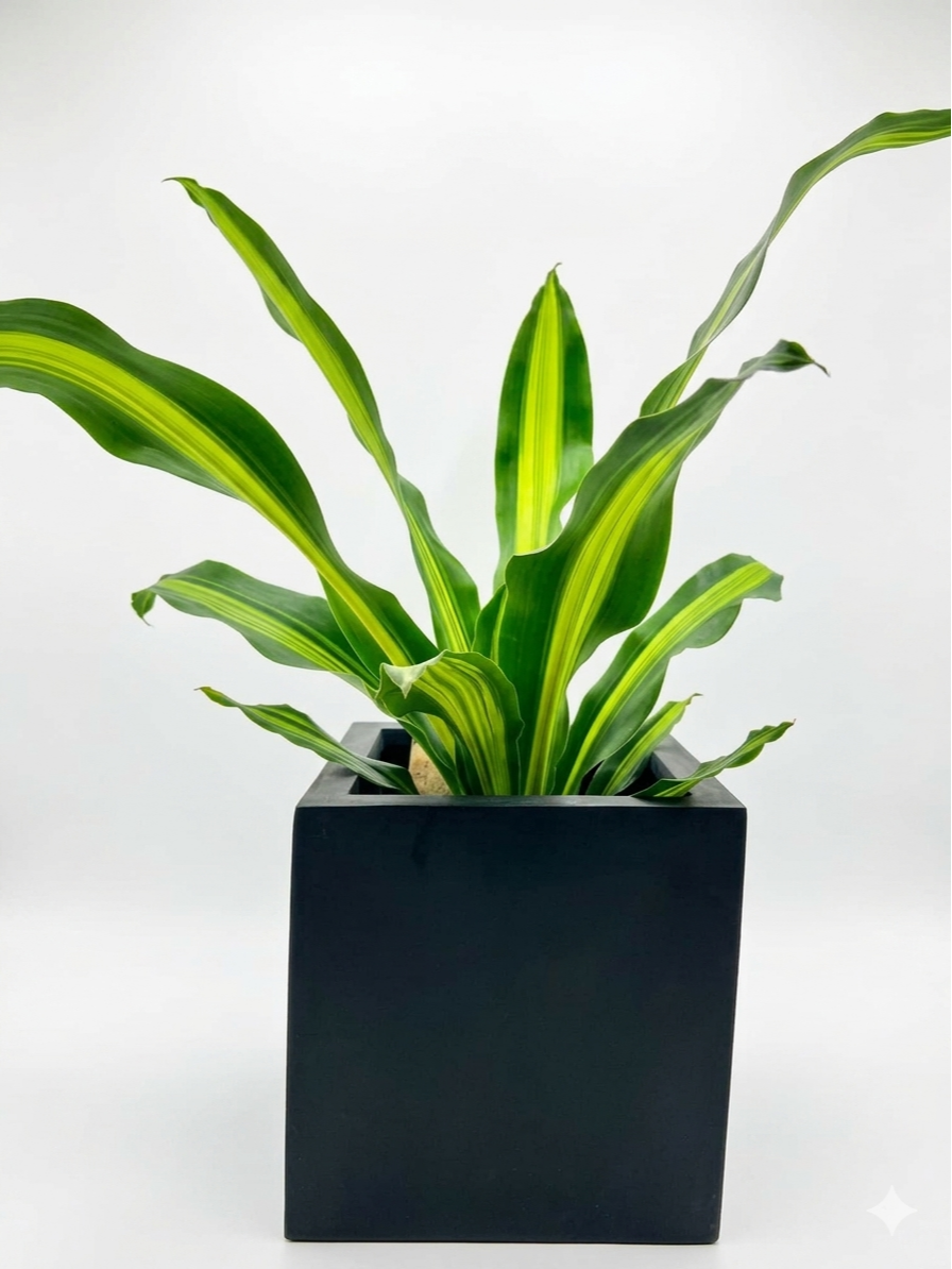 Dracaena Burley