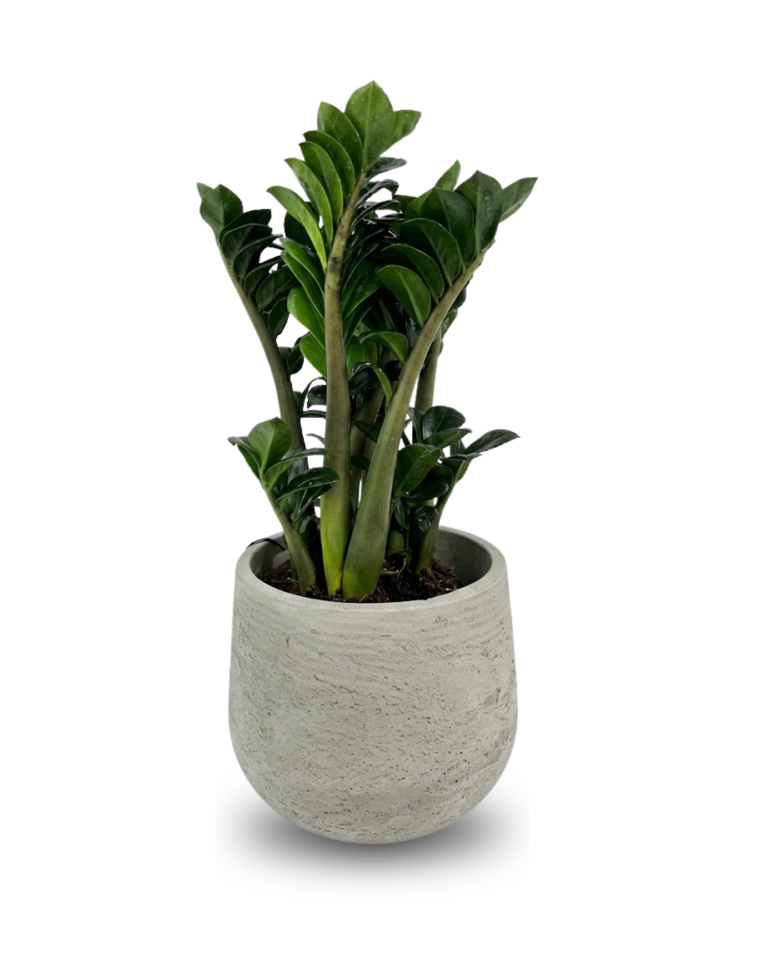 Zamioculcas zamiifolia "Zenzi"