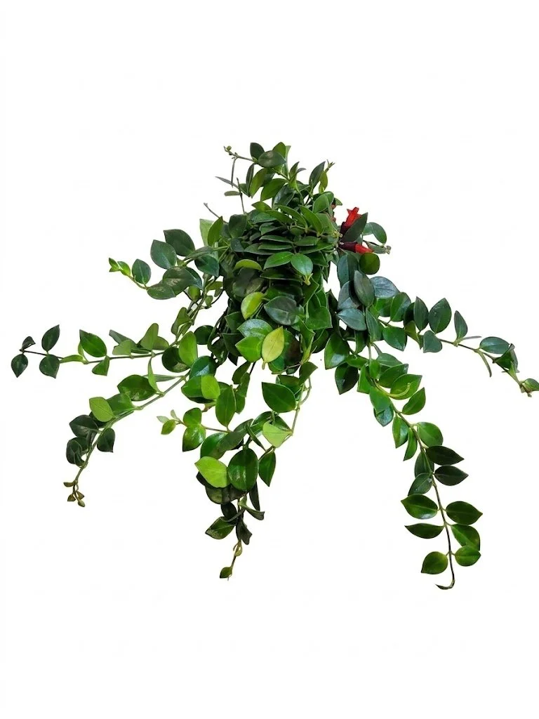 Aeschynanthus ‘Mona Lisa’