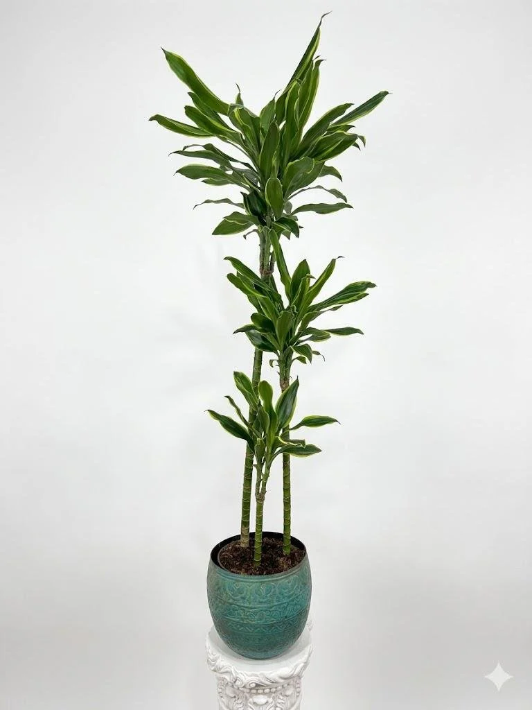 WhatsApp Image 2026-03-23 at 15.41.22 (1).jpeg