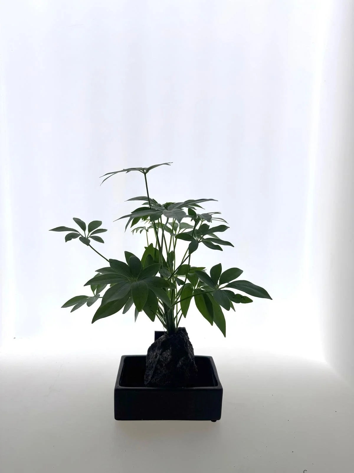 Pachira aquatica (pahira) lavas akmens pamatnē