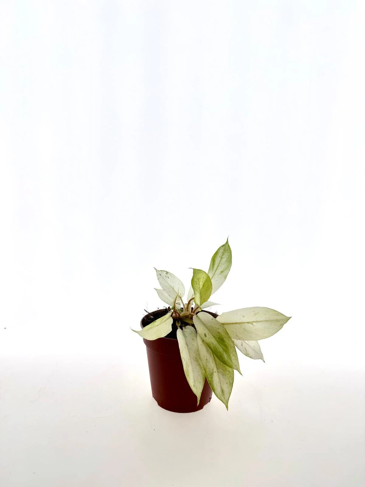 WhatsApp Image 2026-03-12 at 14.51.35 (2).jpeg