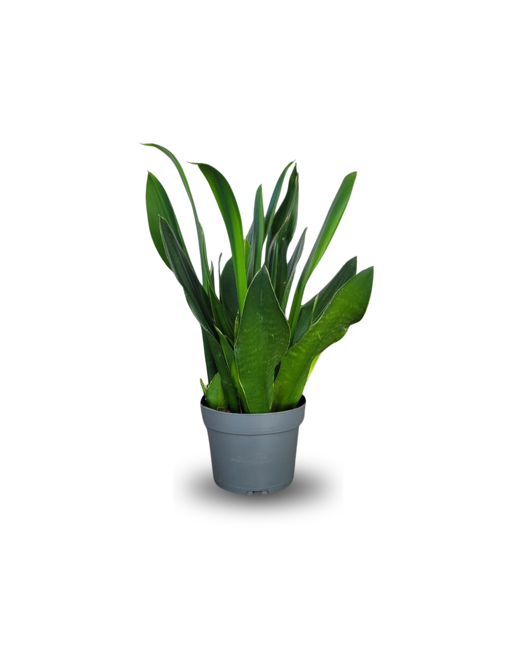 6.png