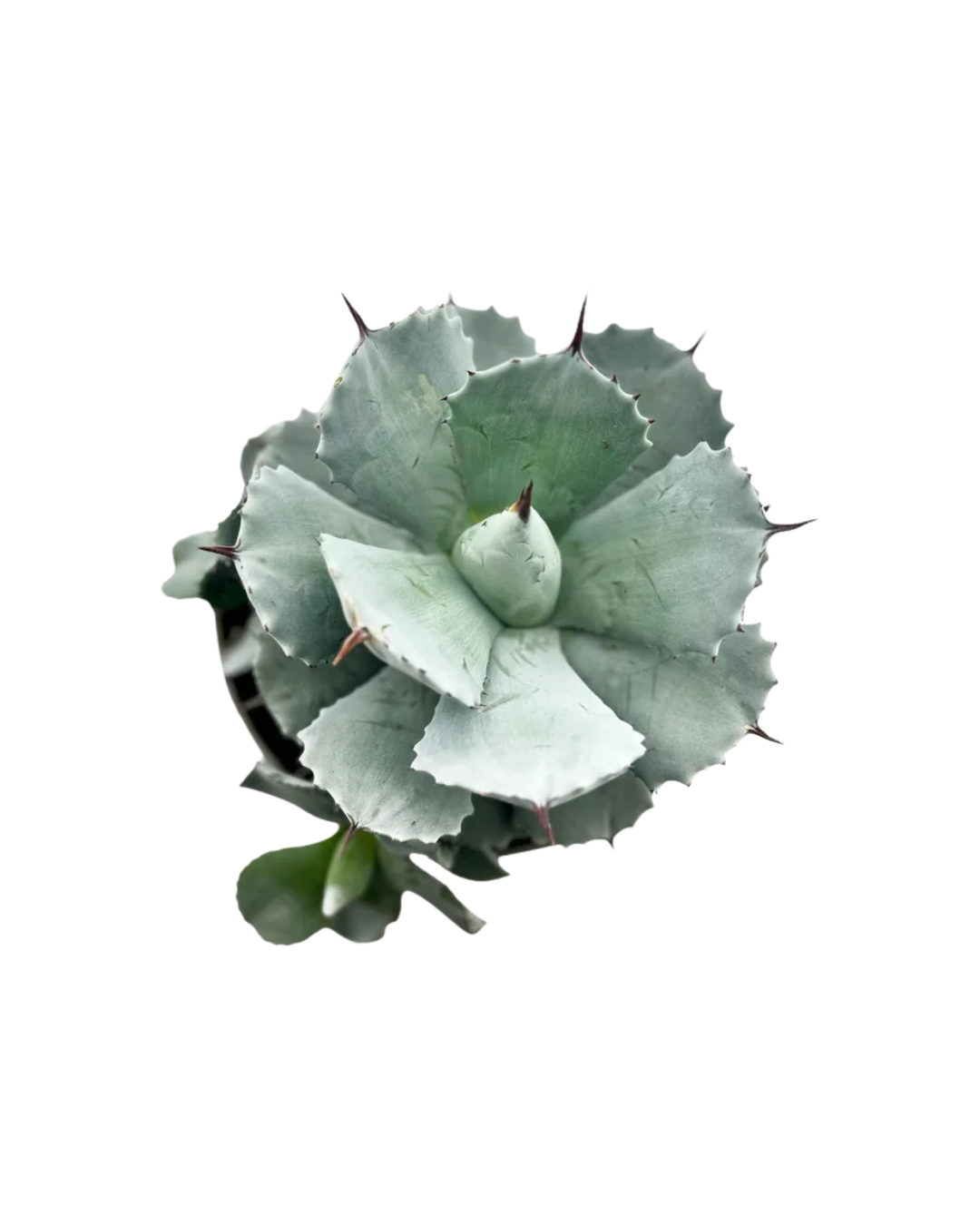 2.png
