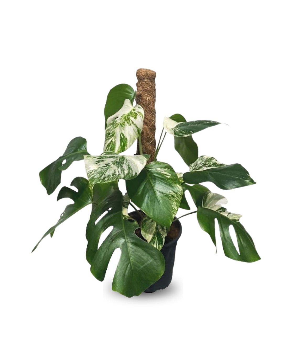 Monstera Albo Variegata
