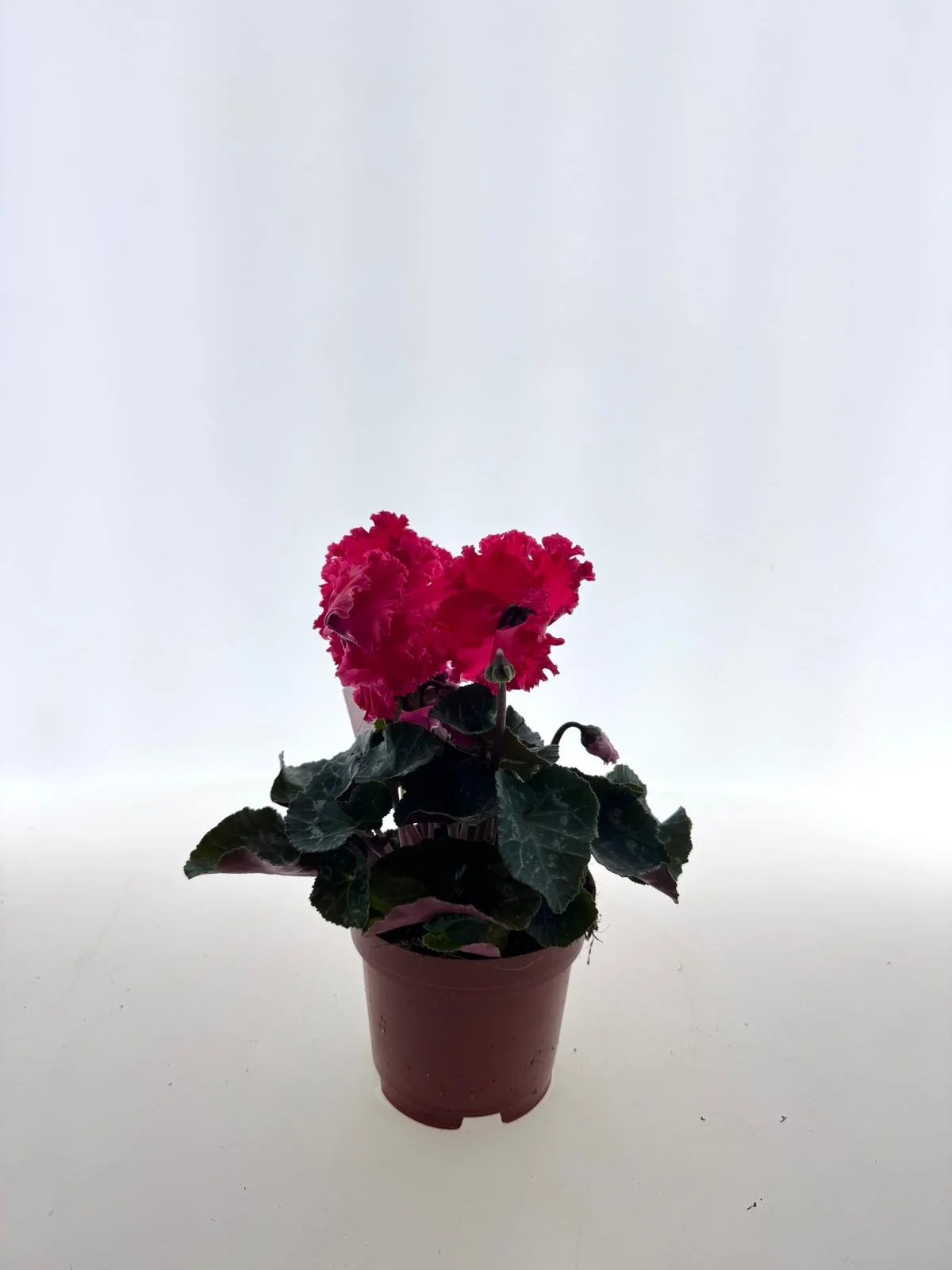 WhatsApp Image 2026-03-10 at 14.25.33.jpeg